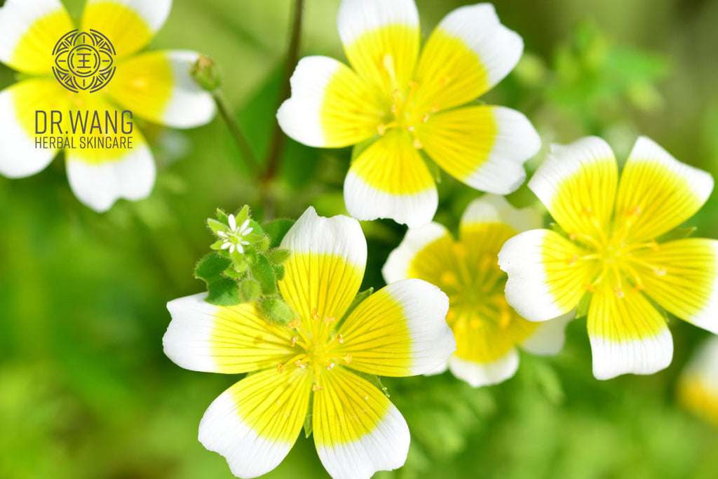 Meadowfoam Oil is the New Argan Oil
