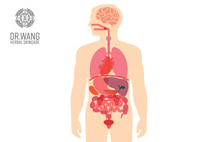 Understanding the TCM Organ Systems (Zang Fu)
