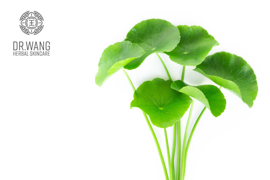 4 Benefits of Gotu Kola