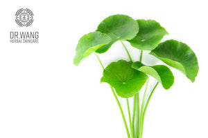 4 Benefits of Gotu Kola